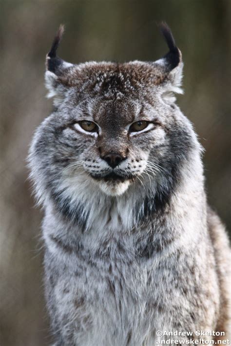 Siberian Lynx Novibet